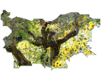 bg1