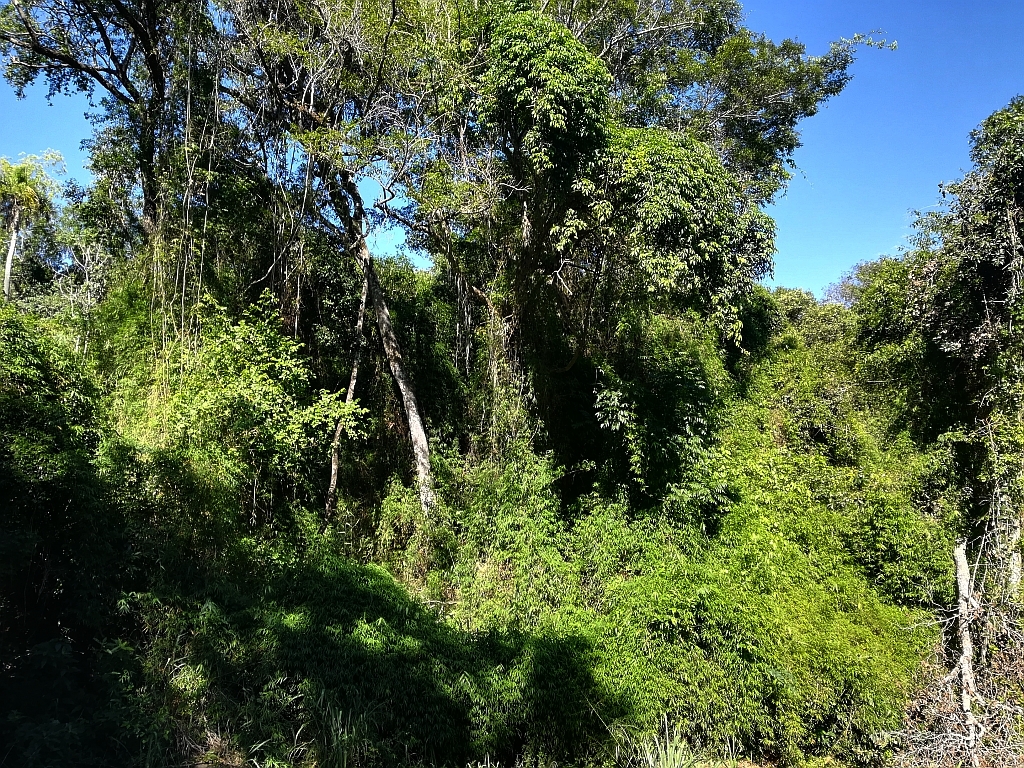 Naturwald-Grundstück ausverkauft