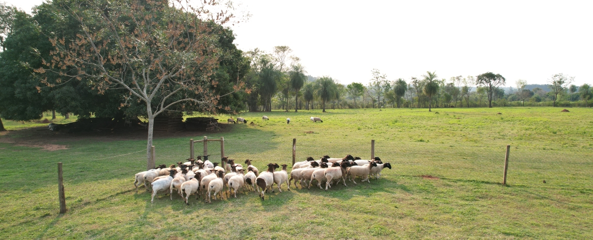 farm6.jpg