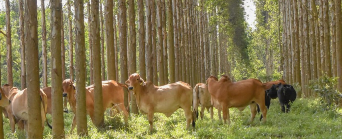 farm9.jpg